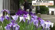 小京都に初夏の彩り　津和野町「殿町通り」掘割のハナショウブ見頃　約3000株白壁に映える