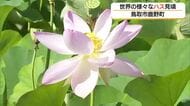 世界の「ハス」が咲き誇る　地域住民が20年丹精込めた「ハス園」見ごろ（鳥取市）