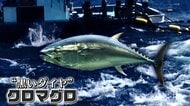 “黒いダイヤ”クロマグロが異常な豊漁　水揚げせず放流も　漁獲枠の9割に達する「漁師にとってももったいない」