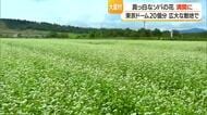 真っ白なソバの花満開に　東京ドーム20個分・広大な敷地で　山形・大蔵村湯の台高原