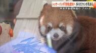 「遠くに行っても…」レッサーパンダの『杏香』がお引越し　熊本市動植物園から豊橋総合動植物公園へ【熊本発】