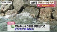 宇和島市吉田湾 天然のカキからまひ性の貝毒検出 県「二枚貝を捕らないで」【愛媛】