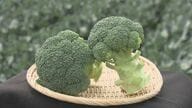 じゃがいも以来52年ぶり…ブロッコリーを国が定める『指定野菜』に追加へ 生産者「国からの援助あり願ってもないこと」