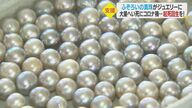 色や大きさにムラがある「ふぞろいの真珠」をジュエリーに…大量へい死とコロナ禍に苦しむ養殖業者がネット販売【愛媛発】