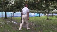 「台風7号」東海3県の各地に爪痕 世界遺産の神社にも被害　果樹園では収穫前の梨が「2トンくらい落ちた」