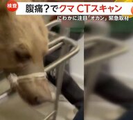 “お触りOK”の動物園で人気…体重300キロのヒグマが体調不良で緊急搬送　CTスキャンで「ガスが溜まった腹痛」判明し元気に回復　トルコ