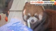 「遠くに行っても…」レッサーパンダの『杏香』がお引越し　熊本市動植物園から豊橋総合動植物公園へ【熊本発】