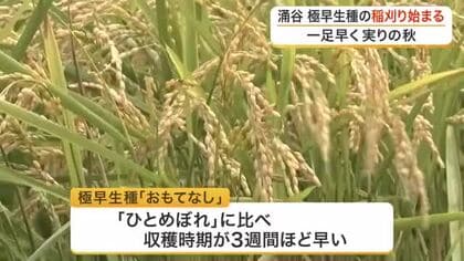 「過去１番か２番の品質」涌谷町で極早生種「おもてなし」の稲刈り　長雨乗り越え去年の倍の収量へ〈宮城〉