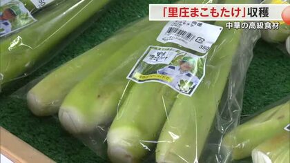 「天ぷらにして食べたらおいしかった」中華料理の高級食材「マコモタケ」産地の里庄町で収穫始まる【岡山】