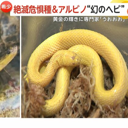 専門家「うおおお」　超希少金色に輝く“幻のヘビ”　絶滅危惧種「タカチホヘビ」のアルビノ個体発見　福岡・北九州市