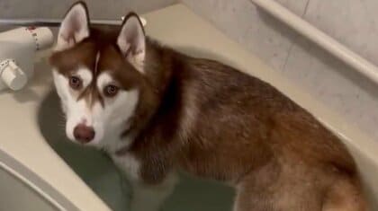 「ヤバい見つかった」愛犬が飼い主より先にお風呂を満喫! 気まずい表情がジワる…その後を聞いた