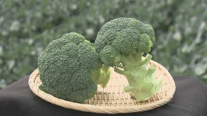 じゃがいも以来52年ぶり…ブロッコリーを国が定める『指定野菜』に追加へ 生産者「国からの援助あり願ってもないこと」