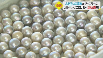 色や大きさにムラがある「ふぞろいの真珠」をジュエリーに…大量へい死とコロナ禍に苦しむ養殖業者がネット販売【愛媛発】