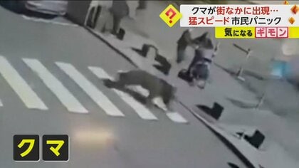 人よりはるかに大きいクマが街中に出現　市民がパニックに　クマに襲いかかられた女性が転落死　スロバキア