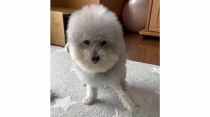 主演犬優賞受賞?ケンカ後に“負傷したふり”をする愛犬が賢い…飼い主も最初はだまされ病院に連れて行くほどの演技力