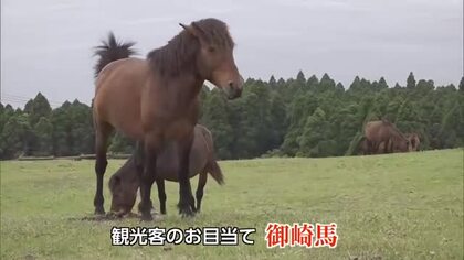 GW後半　お目当ては“野生馬”　串間市・都井岬　観光客でにぎわう