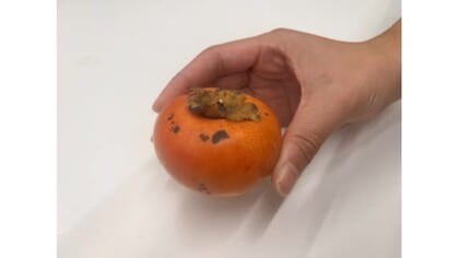 「とって良いと言われた」時価約100円の柿を盗んだ疑いで52歳の男逮捕　安来市内の敷地に侵入（島根）