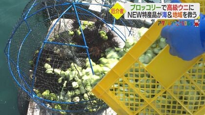 ブロッコリーで育てた「ウニッコリー」　食用外の“嫌われウニ”が高級品に…かんきつ香る新たな特産【愛媛発】