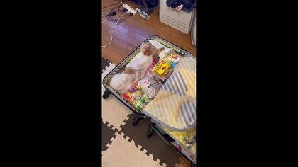 「あわよくば一緒に？」妹のカナダ留学用のキャリーバッグにすっぽり収まる犬が可愛い…“ふたり”の関係性を聞いた