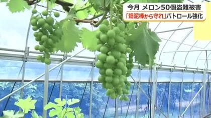 「1年の頑張りがあっという間に」収穫間近のフルーツ盗難を防げ　坂井西署が「野荒らしパトロール」スタート　11日から毎日実施　福井