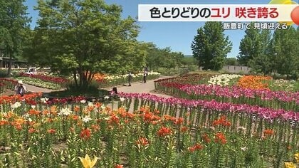 夏の風物詩　50万本のユリが見頃　色とりどりの花々で「どんでん平ゆり園」は“夢の中”のような景色に【山形発】