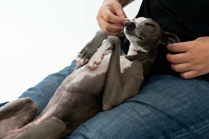 愛犬が膝の上で寝ている時「限界まで耐える」飼い主は51.50％｜愛犬が膝の上にくるタイミングや寝姿勢、下ろそうとした時の反応も調査！【コノコトトモニ】