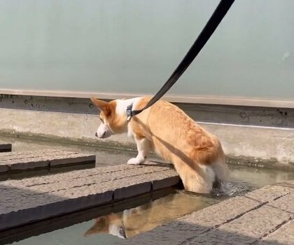 自分の胴の長さと足の短さを計算できていない!?歩くたびに“水没”するコーギーが「ドジっ子でかわいい」