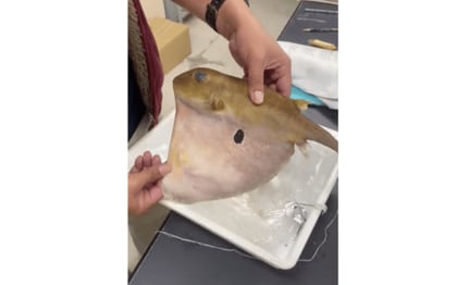 フグなのに膨らまず、おなかの皮を広げる!? “ウチワフグ”の生態を聞いた