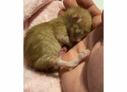 「まるでシャボン玉」たった71グラムで保護された子猫の生命力に感動…900グラムになった成長記録を聞いた