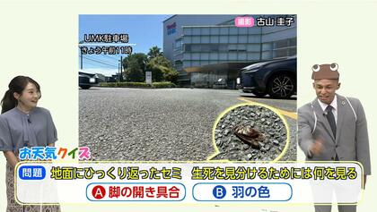 「セミ爆弾」の見分け方は「脚の開き具合」「羽の色」どちら？　気象予報士が解説