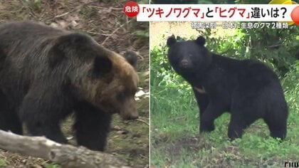 違いは？「ツキノワグマ」被害急増も「ヒグマ」も危険…過去には“OSO18