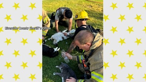 アパート火災で猫発見　意識なし…消防隊が懸命の救助、人工呼吸などで蘇生する一部始終　アメリカ