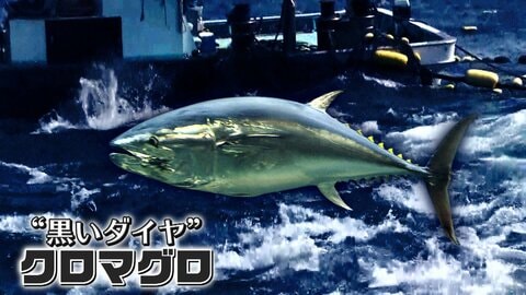 “黒いダイヤ”クロマグロが異常な豊漁　水揚げせず放流も　漁獲枠の9割に達する「漁師にとってももったいない」