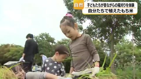昔ながらの稲刈りを親子で体験　自ら植えた餅米の稲を収穫しはさ干しで乾燥