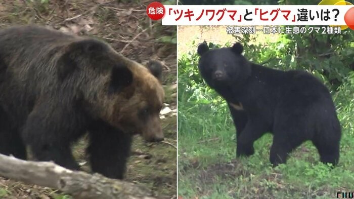 写真左：ヒグマ、写真右：ツキノワグマ