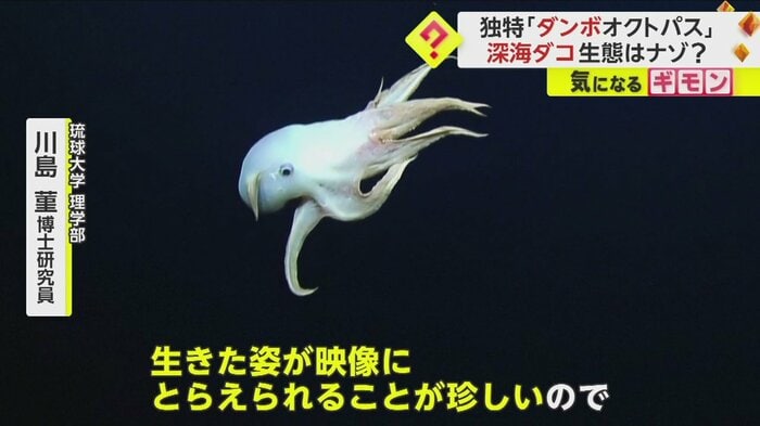 (Ocean Exploration Trust/NOAA)