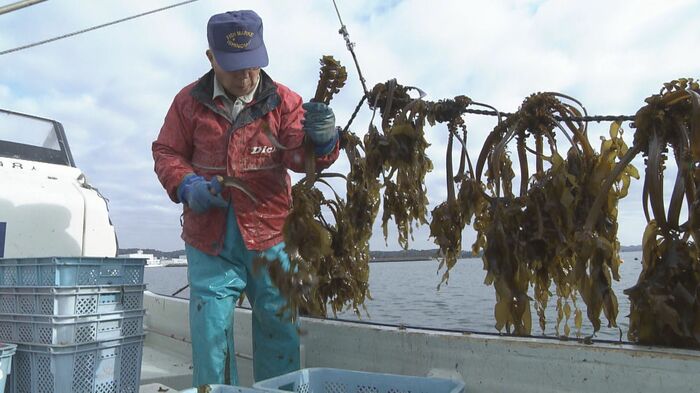 松島湾でワカメ漁を営む赤間さん