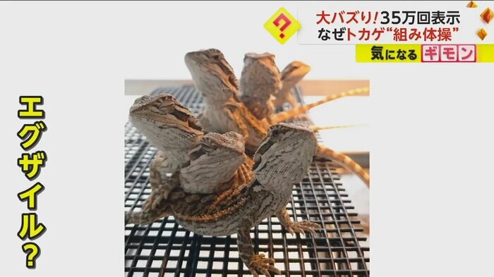 (GINKA exotic animal)