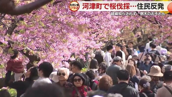 河津桜祭り(2024年)