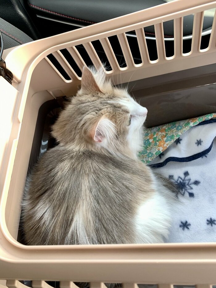 病院が苦手なエドくん。病院の駐車場で診察待ちの様子