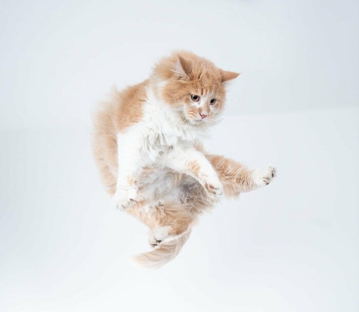 背中から落ちても回転して着地（画像はイメージ）