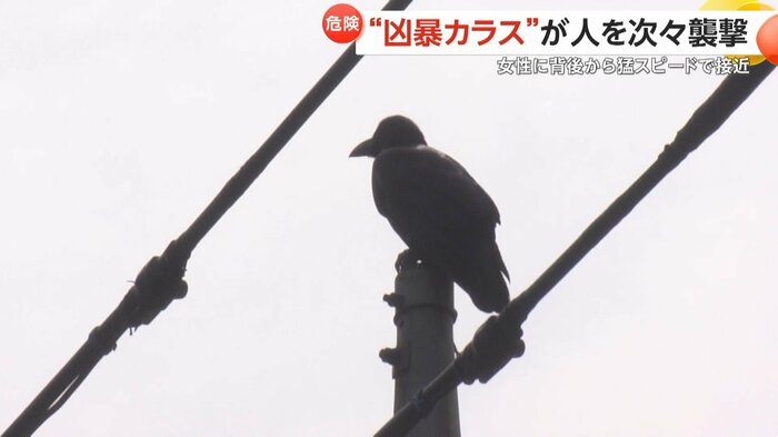 現場を取材するとカラスがいた