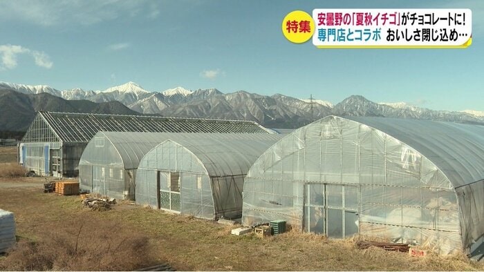 夏秋イチゴの栽培ハウス(長野・安曇野市)