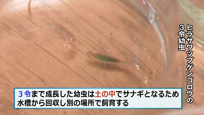 ヒラサワツブゲンゴロウの3令幼虫