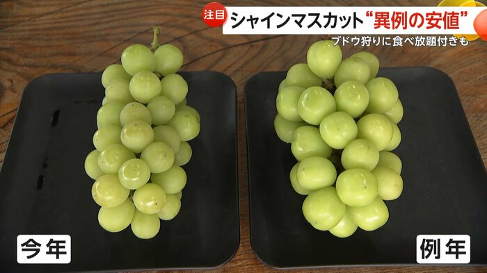 2025年はシャインマスカットの粒が小型化