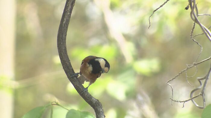 ヤマガラの親鳥