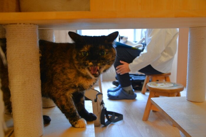 シャー猫譲渡会のポスターになっているオレガノ。奥の猫ちゃんの甘えっぷりとの対比にも注目