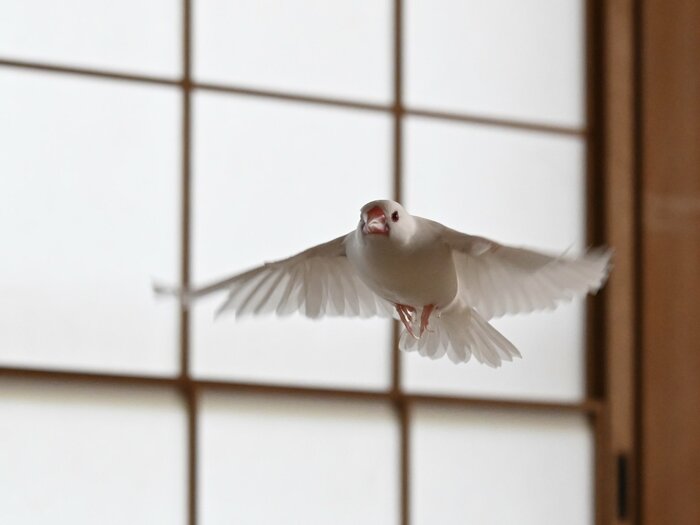 翼を広げて飛んでいる文鳥