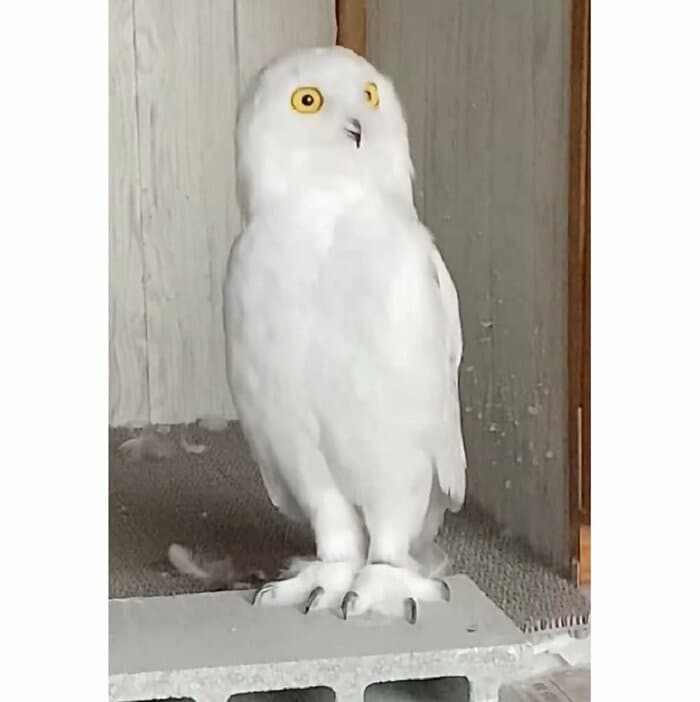 雷の音が響くと、みょーんと伸びた!?