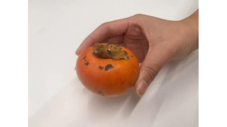 「とって良いと言われた」時価約100円の柿を盗んだ疑いで52歳の男逮捕　安来市内の敷地に侵入（島根）｜FNNプライムオンライン